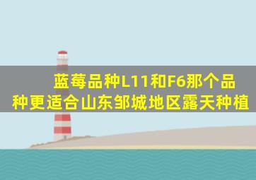 蓝莓品种L11和F6那个品种更适合山东邹城地区露天种植